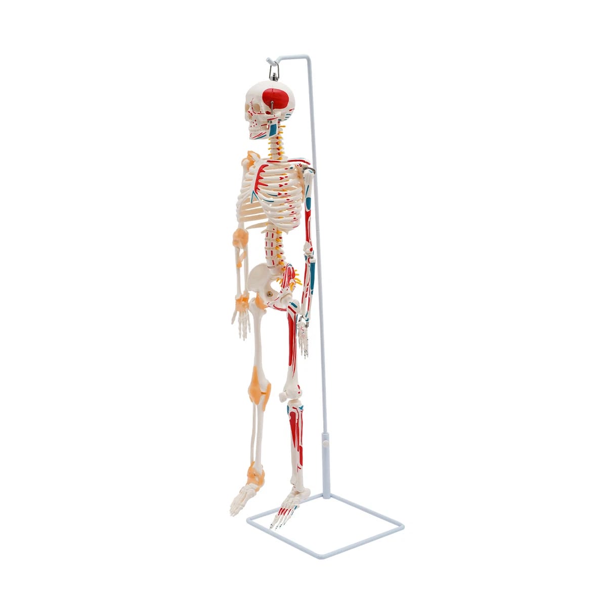 85cm Human skeleton manikin
