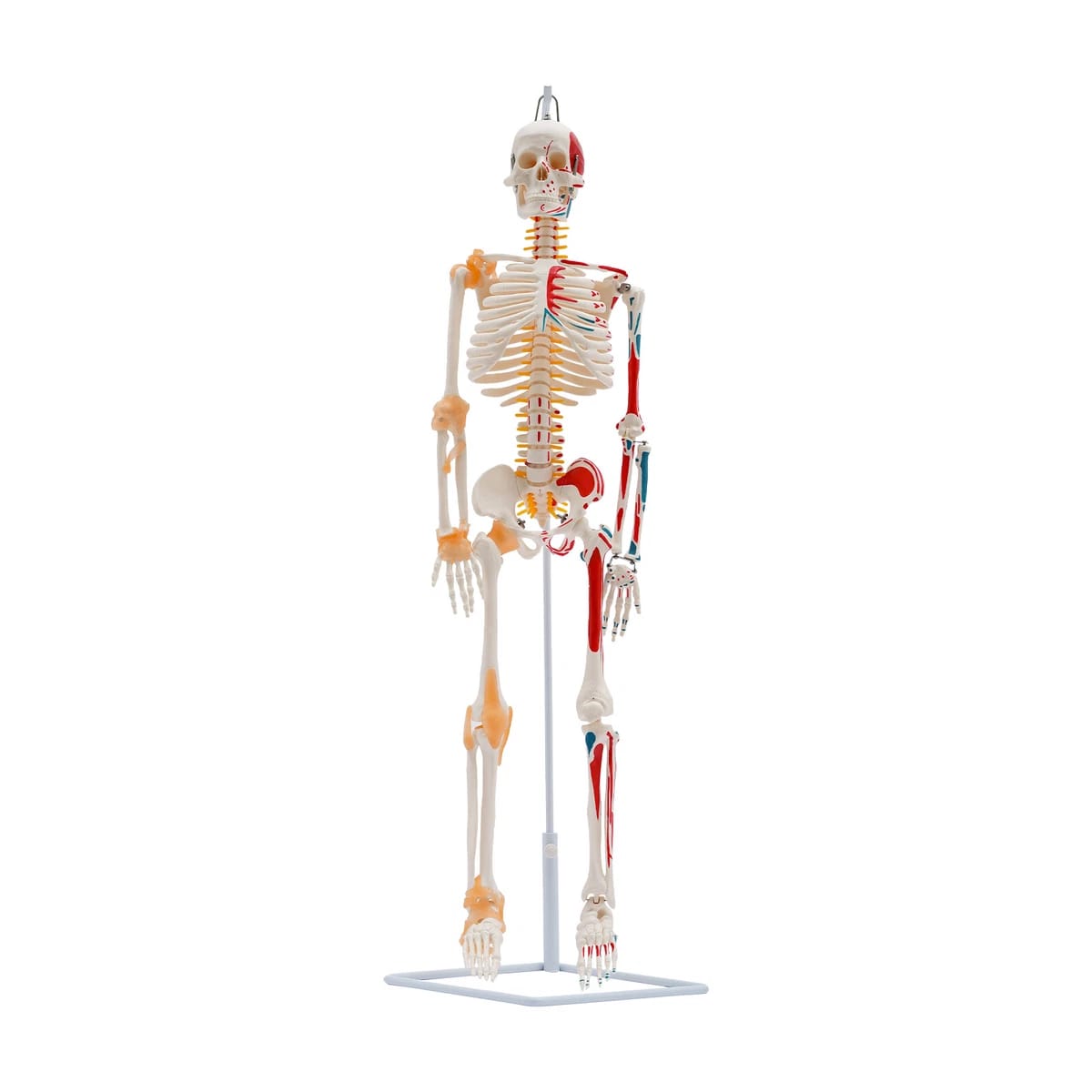85cm Human skeleton manikin