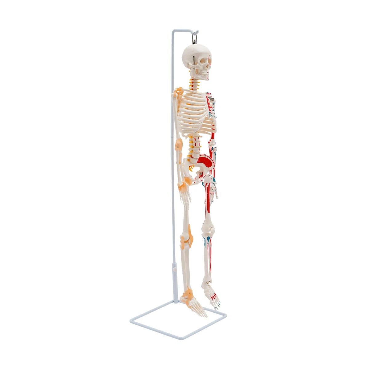 85cm Human skeleton manikin